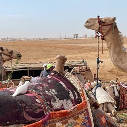 Giza Camel Dove2